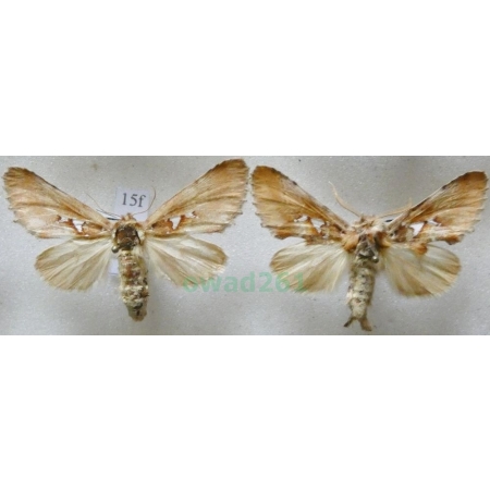 Spatalia argentina (Denis & Schiffermüller, 1775) pair Naramiennica srebrnica Czech15f